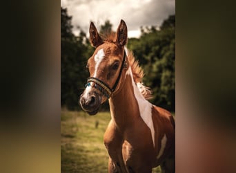 Arabian horses, Stallion, Foal (06/2024), 15,2 hh, Pinto