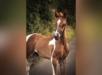 Arabian horses, Stallion, Foal (06/2024), 15,2 hh, Pinto