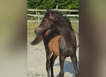 Arabian horses, Stallion, Foal (01/2025), 15 hh, Bay-Dark