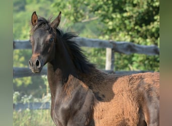 Arabian horses, Stallion, Foal (01/2025), 15 hh, Bay-Dark