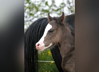 Arabian horses, Stallion, , 15 hh, Black