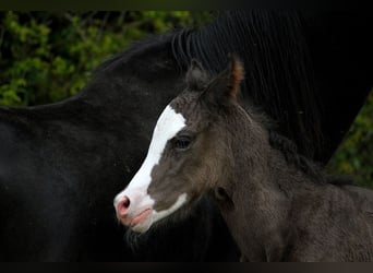 Arabian horses, Stallion, , 15 hh, Black