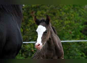 Arabian horses, Stallion, , 15 hh, Black