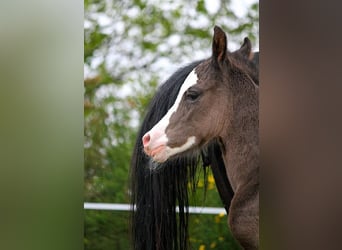 Arabian horses, Stallion, , 15 hh, Black