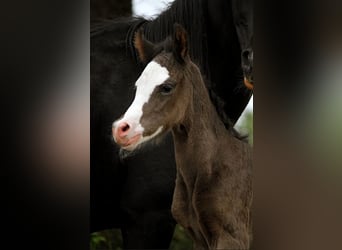 Arabian horses, Stallion, , 15 hh, Black
