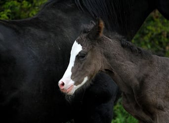 Arabian horses, Stallion, , 15 hh, Black