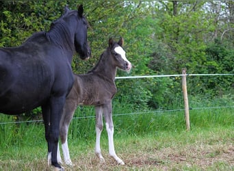 Arabian horses, Stallion, , 15 hh, Black