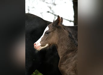 Arabian horses, Stallion, , 15 hh, Black