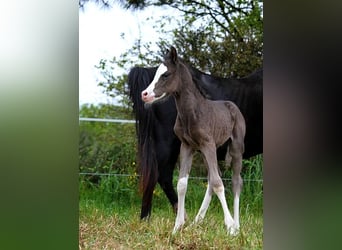 Arabian horses, Stallion, , 15 hh, Black
