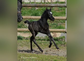Arabian horses, Stallion, Foal (03/2024), 15 hh, Black