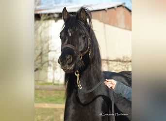 Arabian horses, Stallion, Foal (03/2024), 15 hh, Black