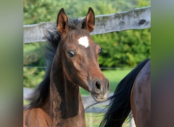 Arabian horses, Stallion, Foal (03/2025), 15 hh, Brown