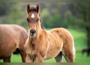 Arabian horses, Stallion, Foal (02/2024), 15 hh, Brown