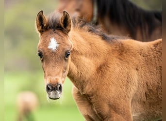 Arabian horses, Stallion, Foal (02/2024), 15 hh, Brown