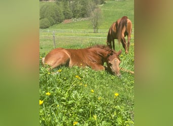 Arabian horses, Stallion, , 15 hh, Gray-Fleabitten