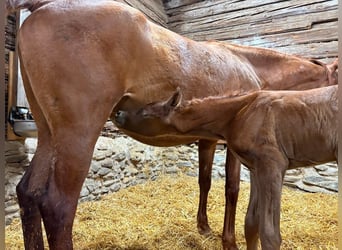 Arabian horses, Stallion, , 15 hh, Gray-Fleabitten