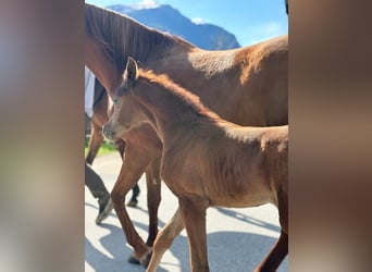 Arabian horses, Stallion, , 15 hh, Gray-Fleabitten