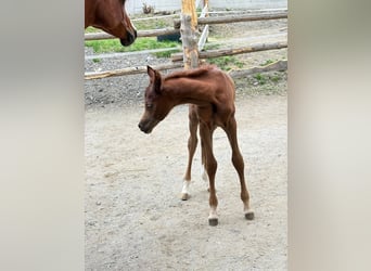 Arabian horses, Stallion, , 15 hh, Gray-Fleabitten