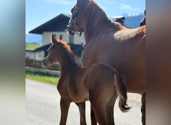 Arabian horses, Stallion, , 15 hh, Gray-Fleabitten
