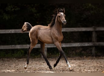 Arabian horses, Stallion, Foal (04/2025), 15 hh, Grey