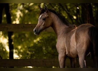 Arabian horses, Stallion, Foal (04/2025), 15 hh, Grey
