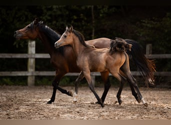Arabian horses, Stallion, Foal (04/2025), 15 hh, Grey