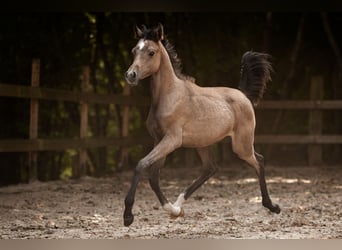 Arabian horses, Stallion, Foal (04/2025), 15 hh, Grey