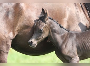 Arabian horses, Stallion, Foal (06/2025), 15 hh