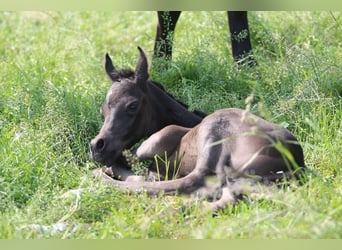 Arabian horses, Stallion, Foal (06/2025), 15 hh