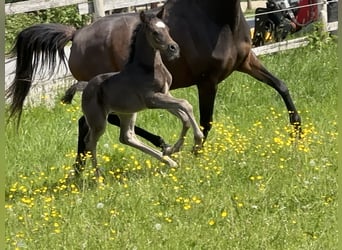 Arabian horses, Stallion, , 15,1 hh, Black