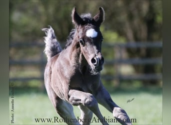 Arabian horses, Stallion, , 15,1 hh, Black