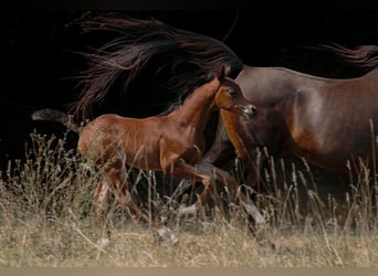Arabian horses, Stallion, Foal (01/2025), 15,1 hh, Brown