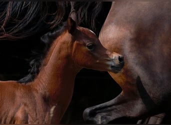Arabian horses, Stallion, Foal (01/2025), 15,1 hh, Brown