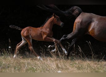 Arabian horses, Stallion, Foal (01/2025), 15,1 hh, Brown