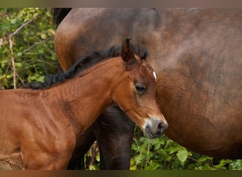 Arabian horses, Stallion, Foal (01/2025), 15,1 hh, Brown