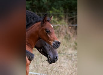 Arabian horses, Stallion, Foal (01/2025), 15,1 hh, Brown