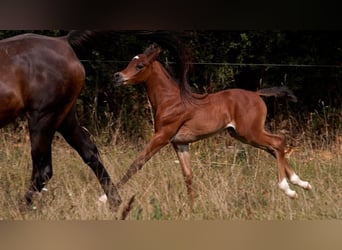 Arabian horses, Stallion, Foal (01/2025), 15,1 hh, Brown