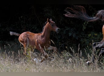 Arabian horses, Stallion, Foal (01/2025), 15,1 hh, Brown