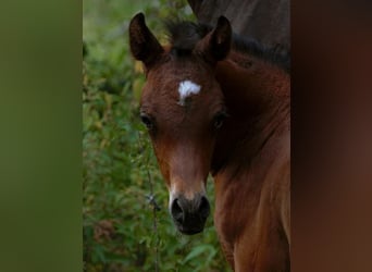 Arabian horses, Stallion, Foal (01/2025), 15,1 hh, Brown