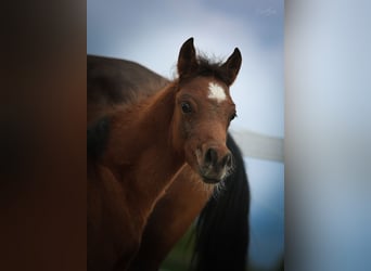 Arabian horses, Stallion, , 15,1 hh, Brown