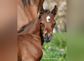 Arabian horses, Stallion, Foal (03/2026), 15,1 hh, Brown