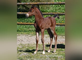Arabian horses, Stallion, Foal (03/2026), 15,1 hh, Brown