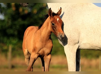 Arabian horses, Stallion, Foal (05/2025), 15,1 hh, Grey