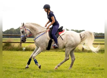 Arabian horses, Stallion, Foal (05/2025), 15,1 hh, Grey