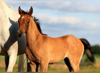 Arabian horses, Stallion, Foal (05/2025), 15,1 hh, Grey