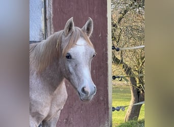 Arabian horses, Stallion, Foal (04/2025), 15,1 hh, Grey