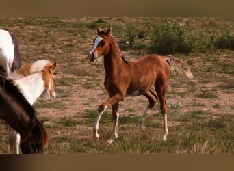 Arabian horses, Stallion, Foal (01/2025), 15,1 hh, Sabino