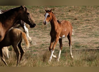 Arabian horses, Stallion, Foal (01/2025), 15,1 hh, Sabino