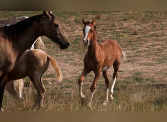 Arabian horses, Stallion, Foal (01/2025), 15,1 hh, Sabino