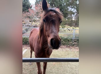Arabian horses, Stallion, Foal (02/2025), 15,2 hh, Brown